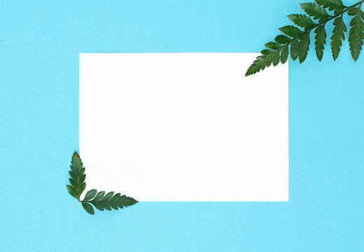 flat lay on blu background with white paper sheet for text and fern leaves,  top view, space for text, copy space,