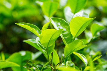 Leaf of tea on a tea plantation, Ceylon
