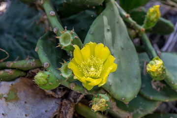 Italy, Cinque Terre, Manarola, a close up of a cactus