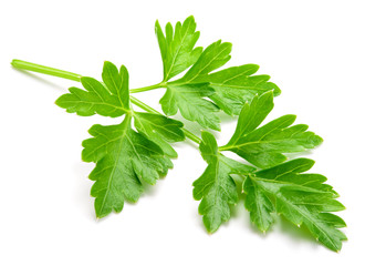 Parsley. Parsley isolated.