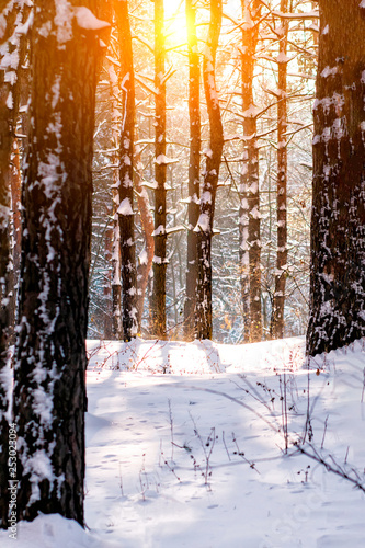 Landscape With Winter Forest And Bright Sunbeams Sunrise