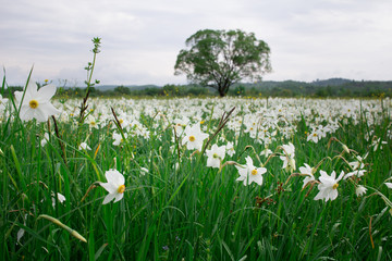 Flowering spring meadow of white narcissuses with lonely oak tree