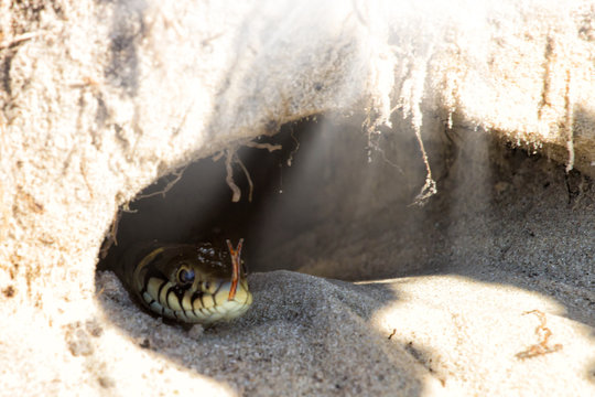 Hole in the ground. Snake - Burmese Python Python molurus bivittatus .