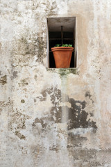 green plante on a pot in a niche of a old rustic vintage stone wall