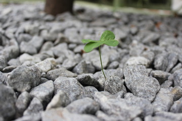 Four leaf clover