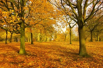 Fototapeta na wymiar Autumn landscape in the park.