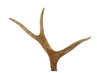 wild animal horn isolated on white background