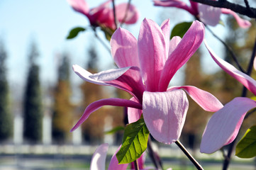 Fototapeta premium Magnolia tree blossom in the spring park. Magnolia Susan, pink flowers.