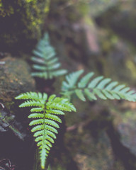 fern in forest