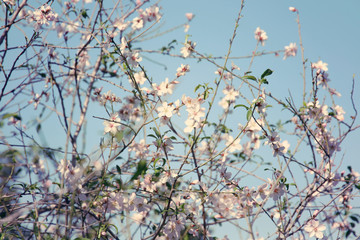 background of spring cherry blossoms tree. selective focus.