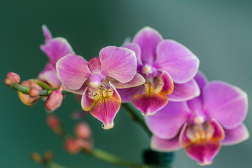 Obraz premium pink Phalaenopsis Orchid flower in winter or spring day tropical garden isolated on turquoise background.