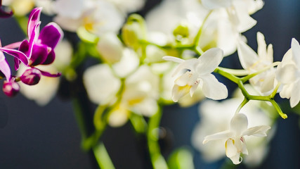 white Phalaenopsis Orchid flower in winter or spring day tropical garden isolated on dark background. blur