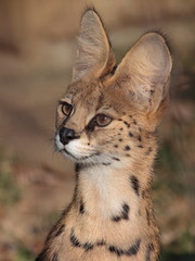 A portrait of a serval