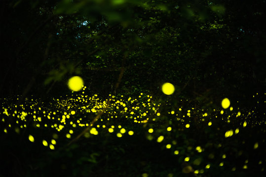 Firefly flying in the night forest © songdech17