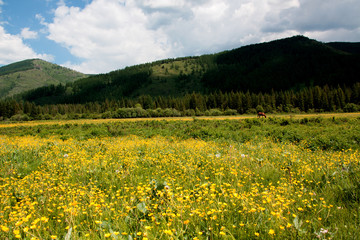 Grazing horses on a flower field in Altai