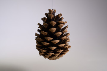 Pine cone in the air on a white background.