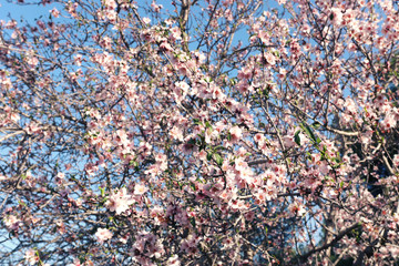 background of spring cherry blossoms tree. selective focus.