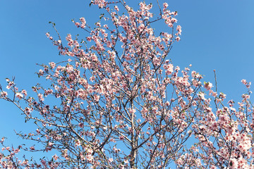 background of spring cherry blossoms tree. selective focus.
