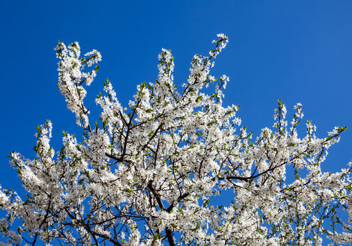 Cherry tree blossom