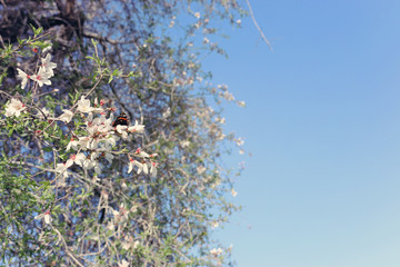background of spring cherry blossoms tree and beautiful butterfly collects nectar from the flower. selective focus