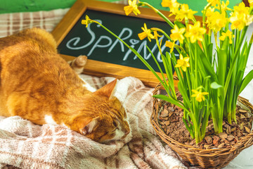 Spring cat coming concept background