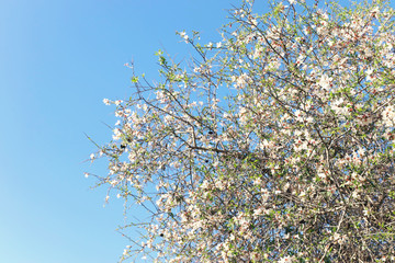 background of spring almond blossoms tree. selective focus.