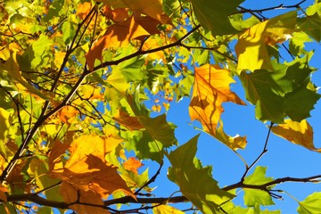 Autumn leaves against a blue sky.