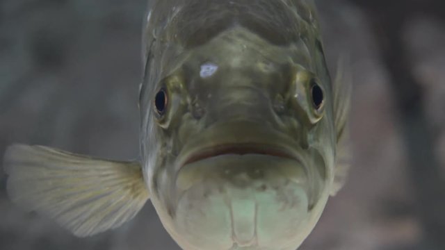 Ugly Fish Marine Life