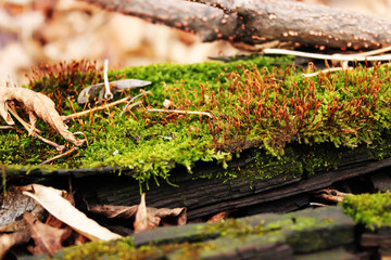 Moss-covered wood in autumn forest