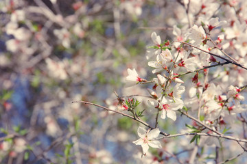 background of spring almond blossoms tree. selective focus.