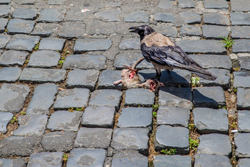 A raven on the streets of Rome eats dead rat