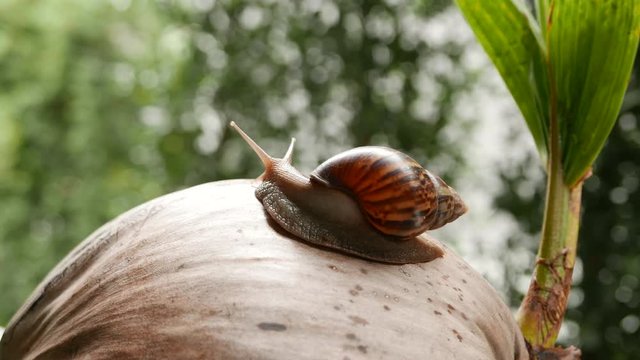a snail is crawling in circles on a dry coconut, a snail is crawling on a yellow ball, two snails are crawling on a palm tree leaf.