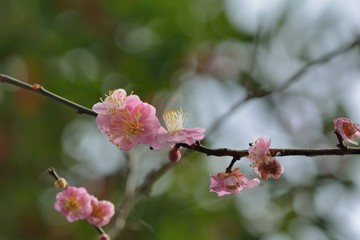 Double-flowered pink plum. Blooming double-flowered pink plum blossoms in Hsinchu, Taiwan.