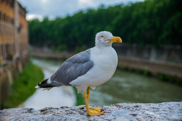 A seagull on the streets of Rome.
