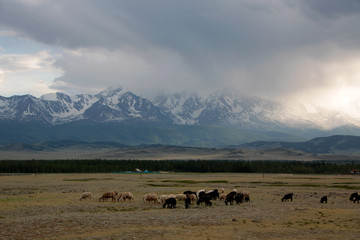 Kurai valley in Altay