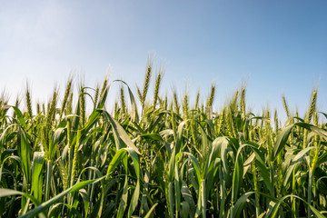 Green wheat field