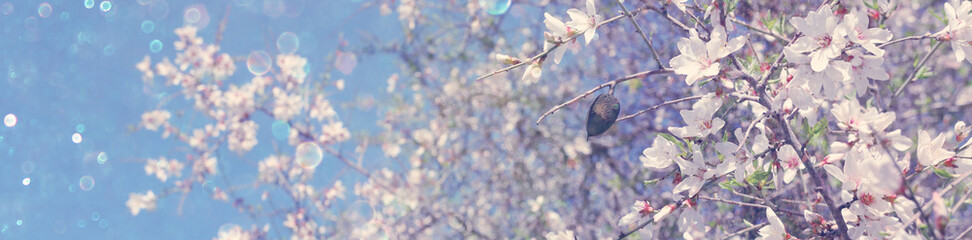 background of spring almond blossoms tree. selective focus.