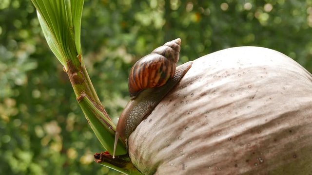a snail is crawling in circles on a dry coconut, a snail is crawling on a yellow ball, two snails are crawling on a palm tree leaf.
