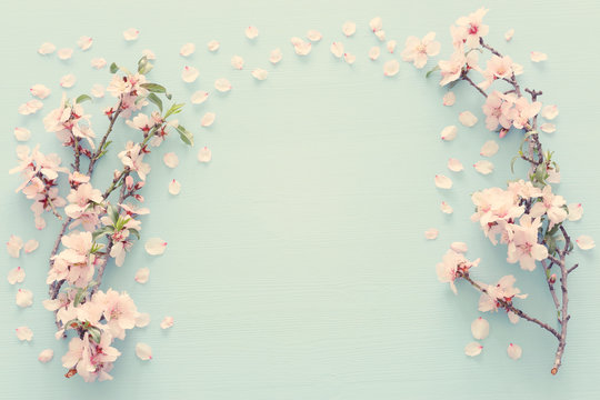 photo of spring white cherry blossom tree on pastel blue wooden background. View from above, flat lay