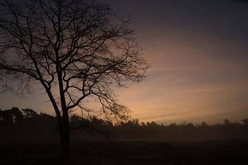 Fototapeta na wymiar Tree silhouette sunrise