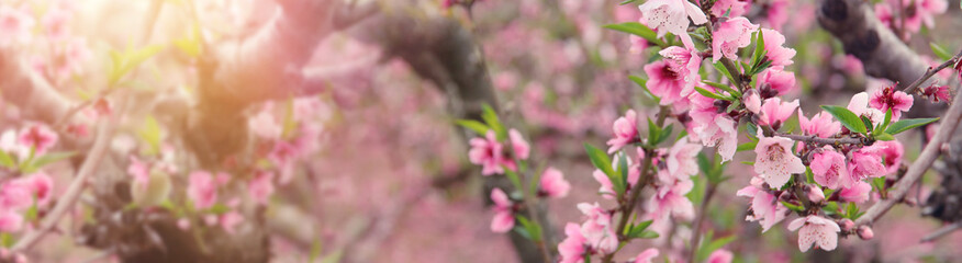 Obraz premium background of spring blossom tree with pink beautiful flowers. selective focus