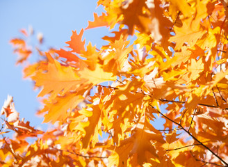 Yellow branches of the oak tree