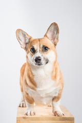 Serious Pembroke Welsh Corgi in studio in front isolated on white background