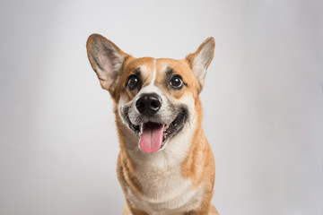 Smiling welsh corgi pembroke on white