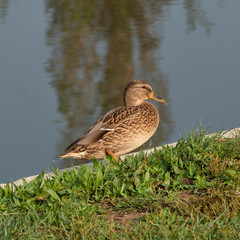 Parco Nord in Milan at fall: duck