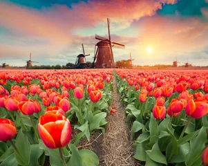  Dramatic spring scene on the tulip farm. Colorful sunset in Netherlands, Europe. © kishivan