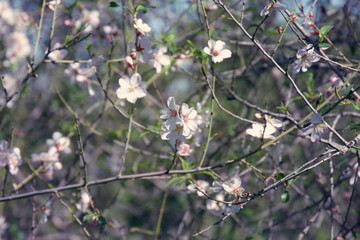 background of spring cherry blossoms tree and beautiful butterfly collects nectar from the flower. selective focus