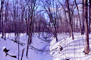 Winter trees