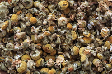 Image shot of German chamomile (herb)