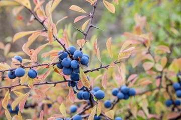 Blackthorn (Prunus spinosa) berries